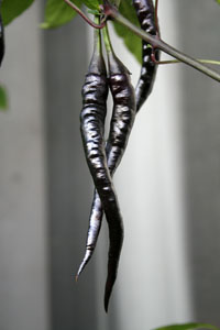 Bangalore Whippet's Tail Black